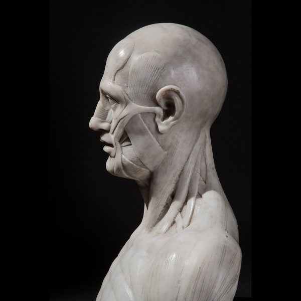 Lot 059 - Anatomical bust in white marble, 19th-20th century